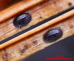 Lophodermium nitens thumbnail 1