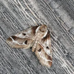 Doubleday's Baileya Moth thumbnail 1