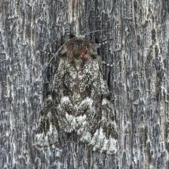 Black Zigzag Moth thumbnail 4