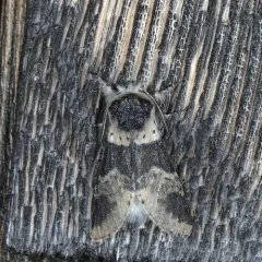 Modest Furcula Moth thumbnail 3