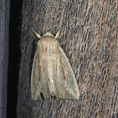Northern Linen Wainscot thumbnail 3
