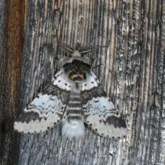 Zigzag Furcula Moth thumbnail 2