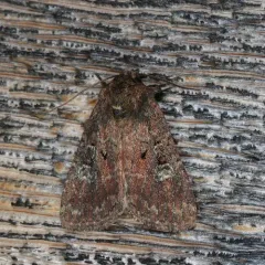 Goodell's Arches Moth thumbnail 3