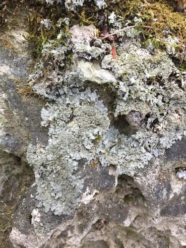 Scaly Shadow Lichen