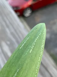 Onion Leafminer thumbnail 1