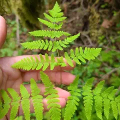 Pacific oak fern thumbnail 4