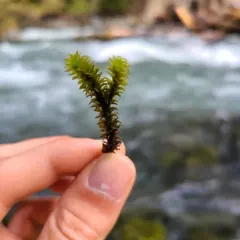 blackmat splashzone moss thumbnail 3