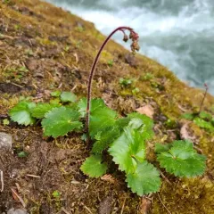 wood saxifrage thumbnail 3