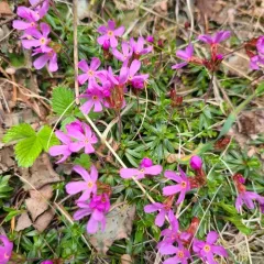 Cliff Douglasia thumbnail 3