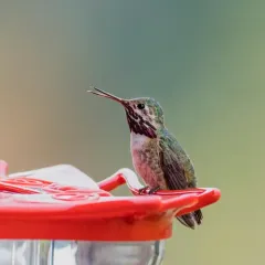 Calliope Hummingbird thumbnail 1