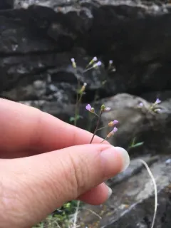 Small-leaf Rockcress thumbnail 2