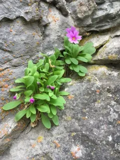 Maguire's Primrose thumbnail 1