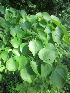 Small-leaved Lime thumbnail 2