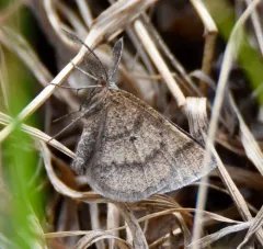 Broad-lined Erastria Moth thumbnail 3