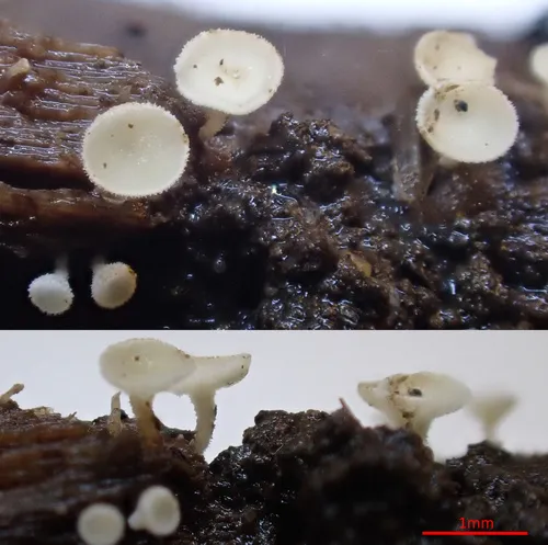 Lachnum brevipilosum