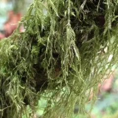 Cat's Tail Moss thumbnail 4