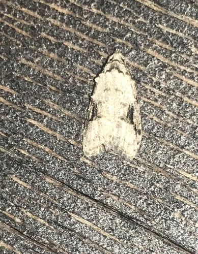 Currant Fruitworm Moth