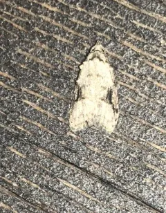 Currant Fruitworm Moth thumbnail 1