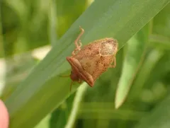 Euschistus ictericus thumbnail 3