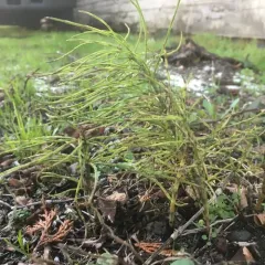 field horsetail thumbnail 2