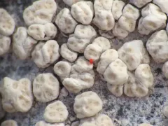 Molar Lichen thumbnail 4