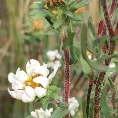 white prairie aster thumbnail 2