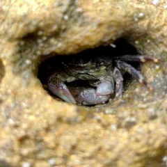 Striped Shore Crab thumbnail 2