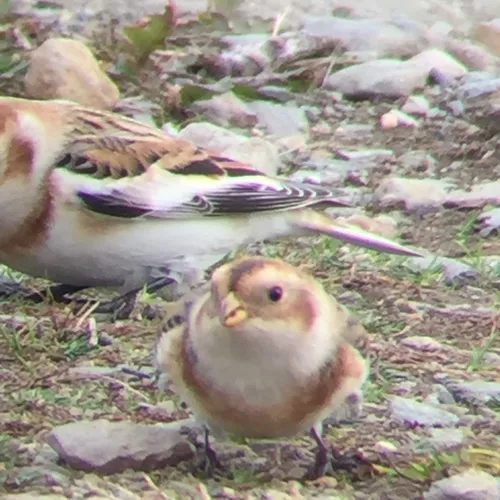 Snow Bunting
