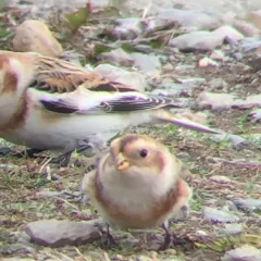 Snow Bunting thumbnail 1