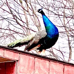Indian Peafowl thumbnail 2