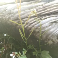 Nursery bittercress thumbnail 4