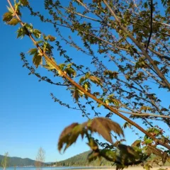 Rocky Mountain maple thumbnail 4
