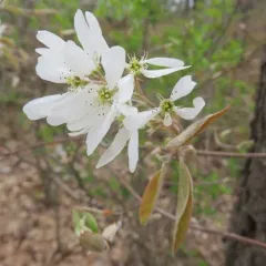 common serviceberry thumbnail 2