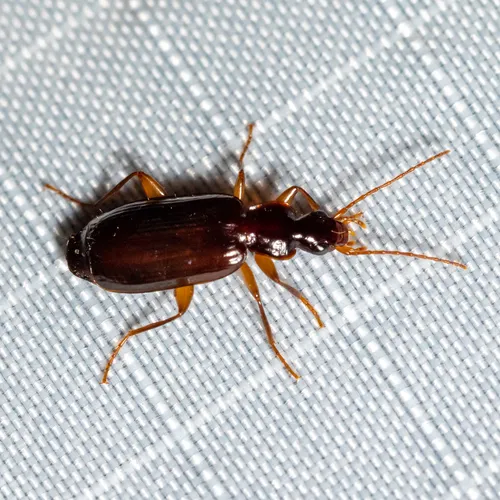 Dromius piceus