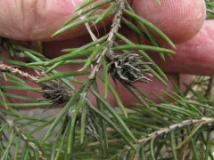 Adelges lariciatus thumbnail 2