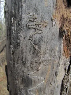 Bronze Poplar Borer thumbnail 1