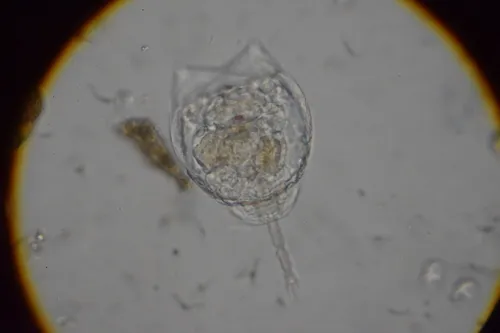 Lecane lunaris