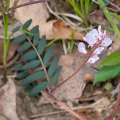 Carolina Vetch thumbnail 2