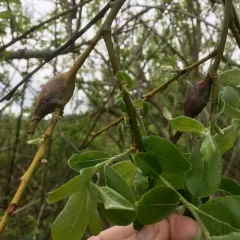 willow beaked-gall midge thumbnail 2