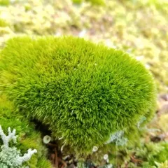Whip Fork Moss thumbnail 3