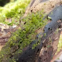 Rustwort thumbnail 2