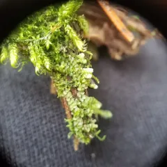 Calypogeia neogaea thumbnail 3