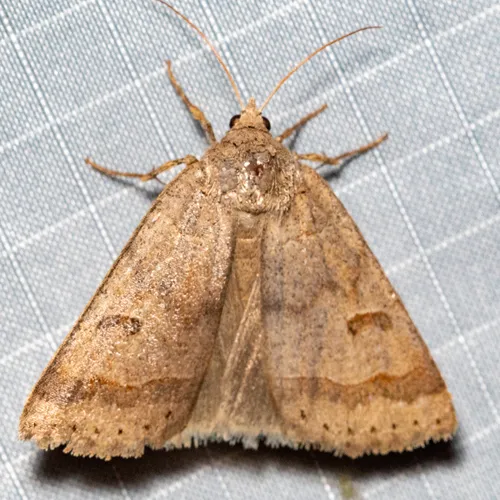 Common Oak Moth