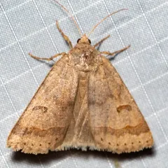 Common Oak Moth thumbnail 1