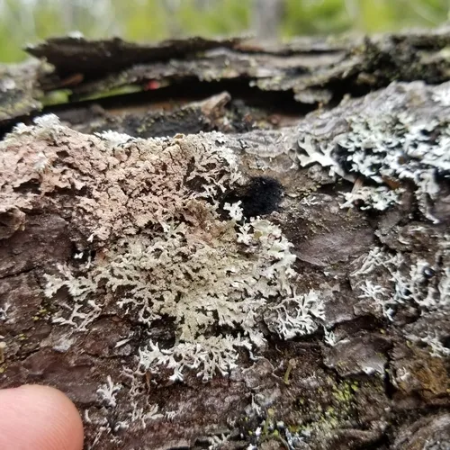 Salted Starburst Lichen