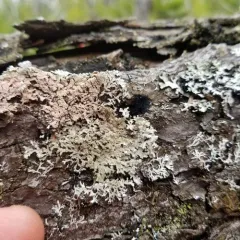 Salted Starburst Lichen thumbnail 1