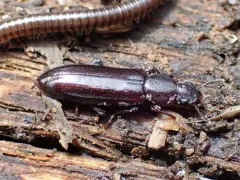 Boros unicolor thumbnail 2