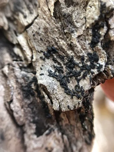 Hysterium pulicare