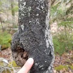 black-bordered shingle lichen thumbnail 1