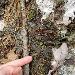 horizontal pelt lichen thumbnail 2